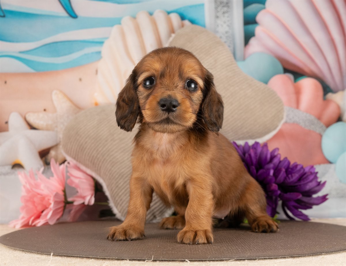 カニンヘン・ダックスフンド(ロング) | 女の子 | シェーデッドレッド | 2026年3月2日（ID:dog-4000924）