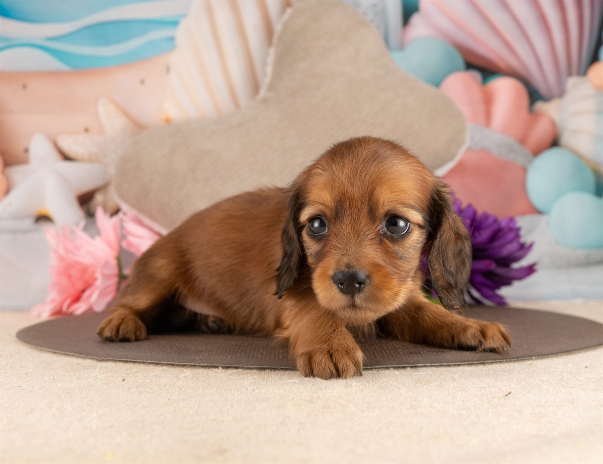 カニンヘン・ダックスフンド(ロング) | 女の子 | シェーデッドレッド | 2026年3月2日（ID:dog-4000924）