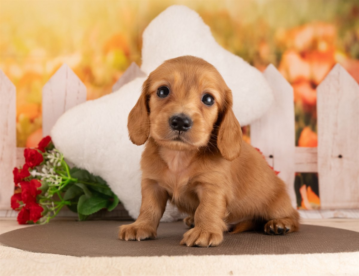 カニンヘン・ダックスフンド(ロング) | 男の子 | レッド | 2026年3月2日（ID:dog-4000925）