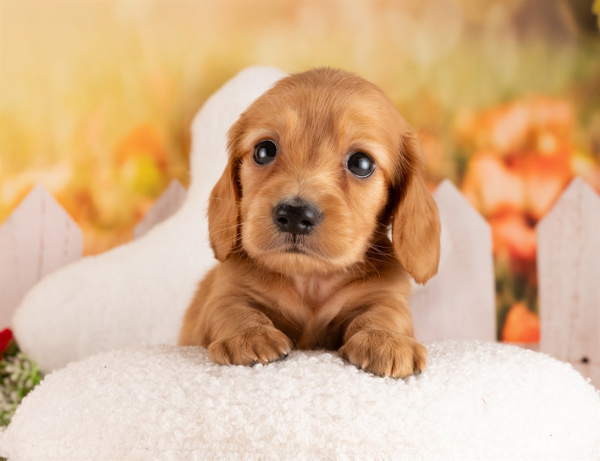 カニンヘン・ダックスフンド(ロング) | 男の子 | レッド | 2026年3月2日（ID:dog-4000925）