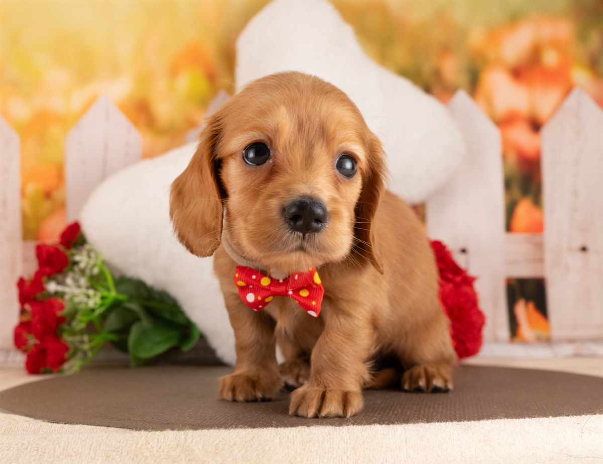 カニンヘン・ダックスフンド(ロング) | 男の子 | レッド | 2026年3月2日（ID:dog-4000925）