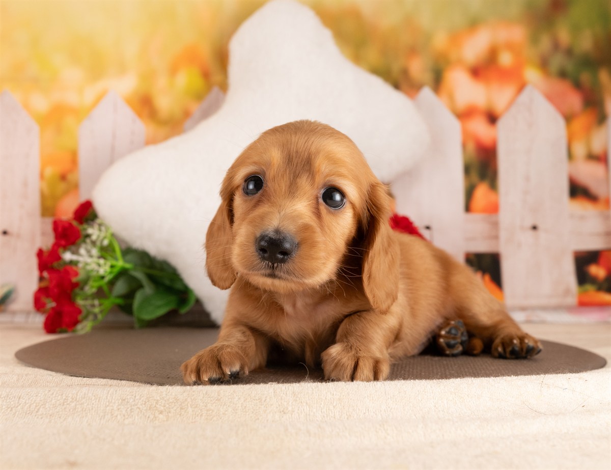 カニンヘン・ダックスフンド(ロング) | 男の子 | レッド | 2026年3月2日（ID:dog-4000925）