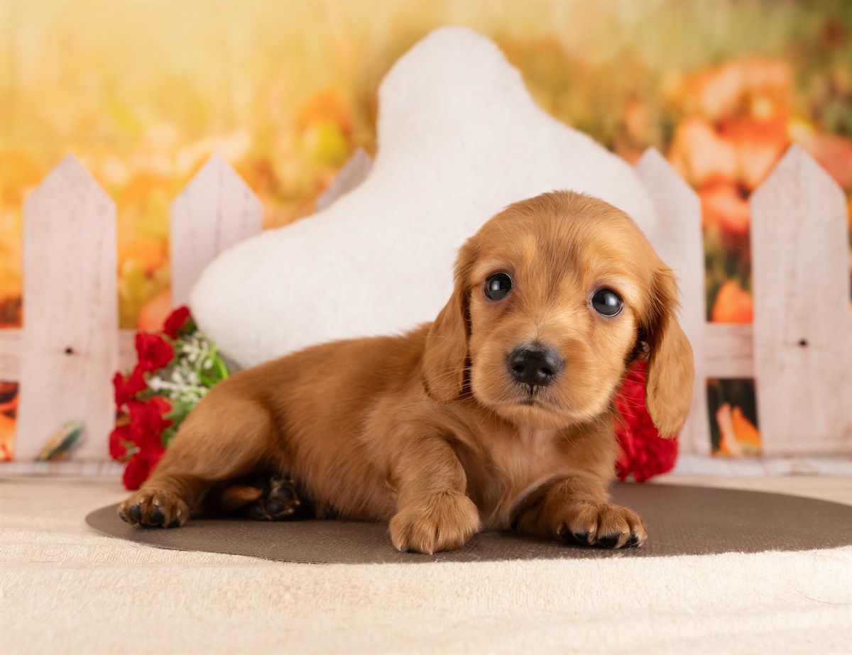 カニンヘン・ダックスフンド(ロング) | 男の子 | レッド | 2026年3月2日（ID:dog-4000925）