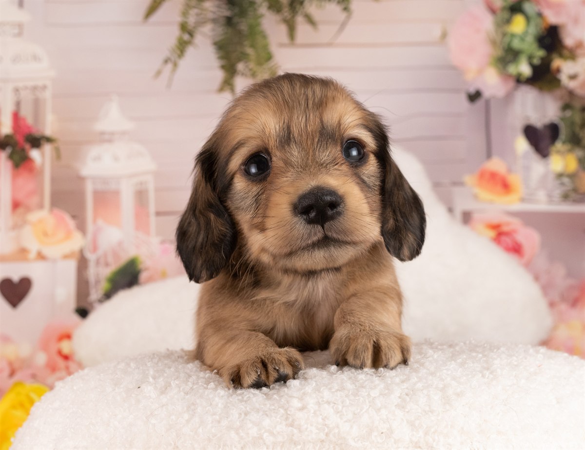 カニンヘン・ダックスフンド(ロング) | 女の子 | イエロー | 2026年3月2日（ID:dog-4000926）