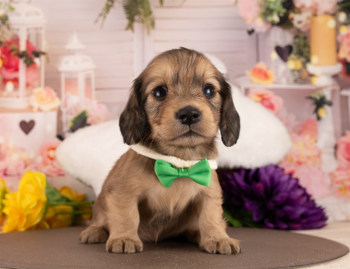 カニンヘン・ダックスフンド(ロング) | 女の子 | イエロー | 2026年3月2日（ID:dog-4000926）