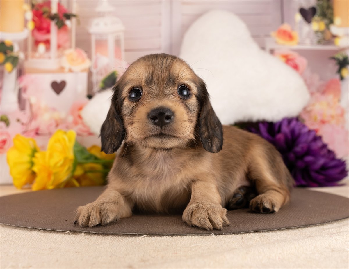 カニンヘン・ダックスフンド(ロング) | 女の子 | イエロー | 2026年3月2日（ID:dog-4000926）