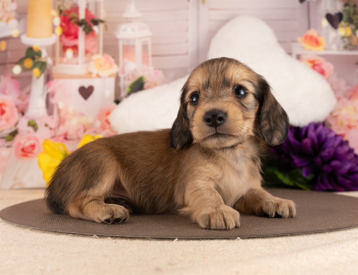 カニンヘン・ダックスフンド(ロング) | 女の子 | イエロー | 2026年3月2日（ID:dog-4000926）