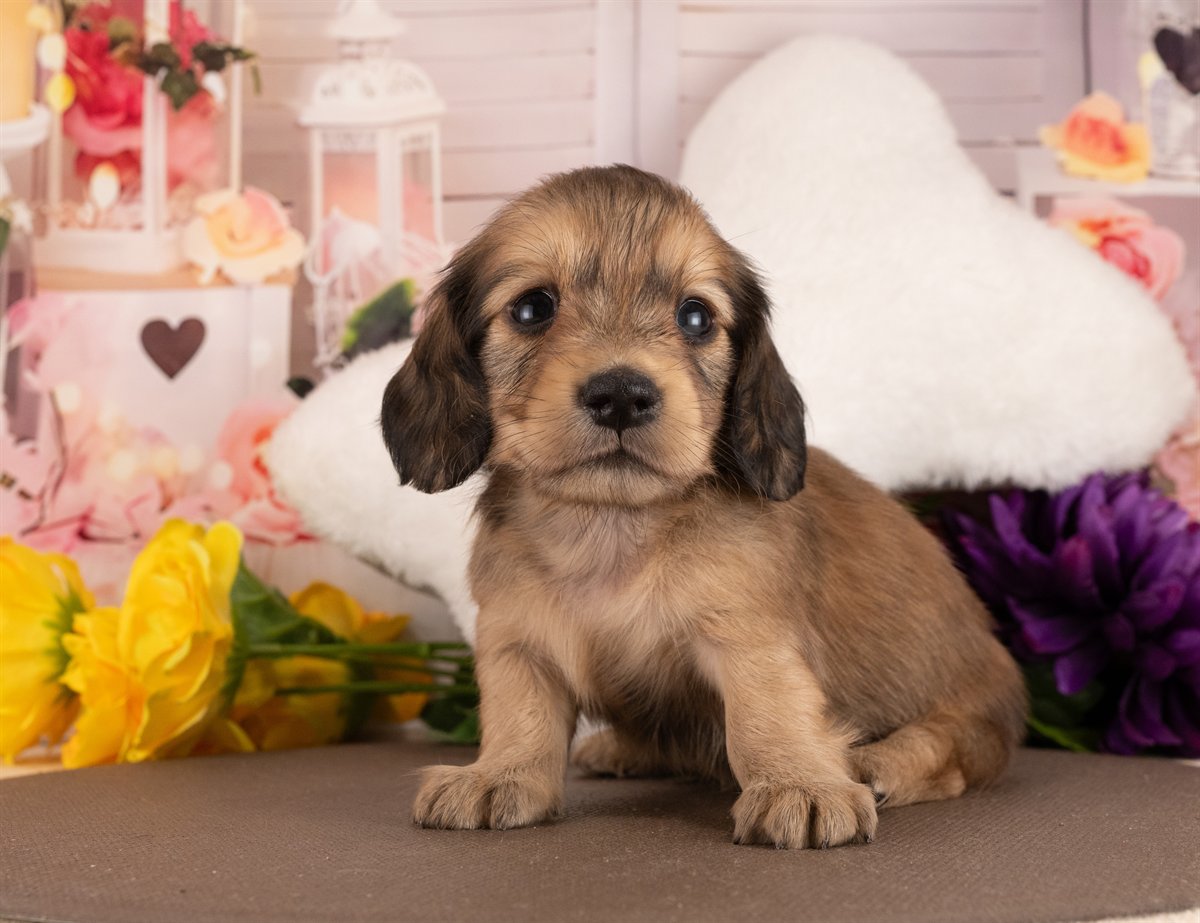 カニンヘン・ダックスフンド(ロング) | 女の子 | イエロー | 2026年3月2日（ID:dog-4000926）