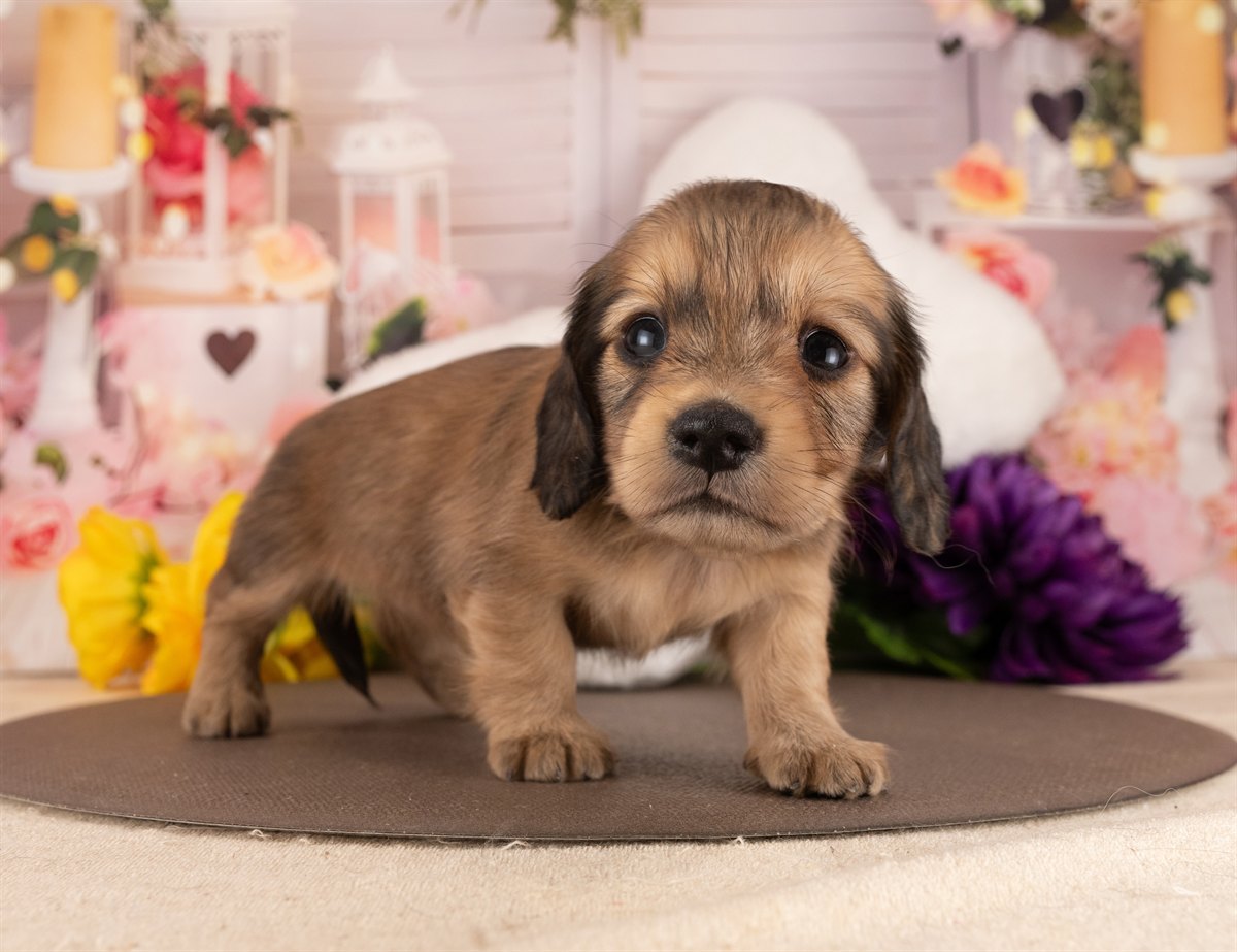 カニンヘン・ダックスフンド(ロング) | 女の子 | イエロー | 2026年3月2日（ID:dog-4000926）