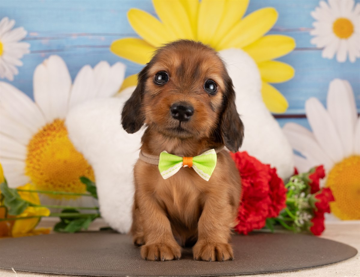 カニンヘン・ダックスフンド(ロング) | 男の子 | シェーデッドレッド | 2026年3月2日（ID:dog-4000927）