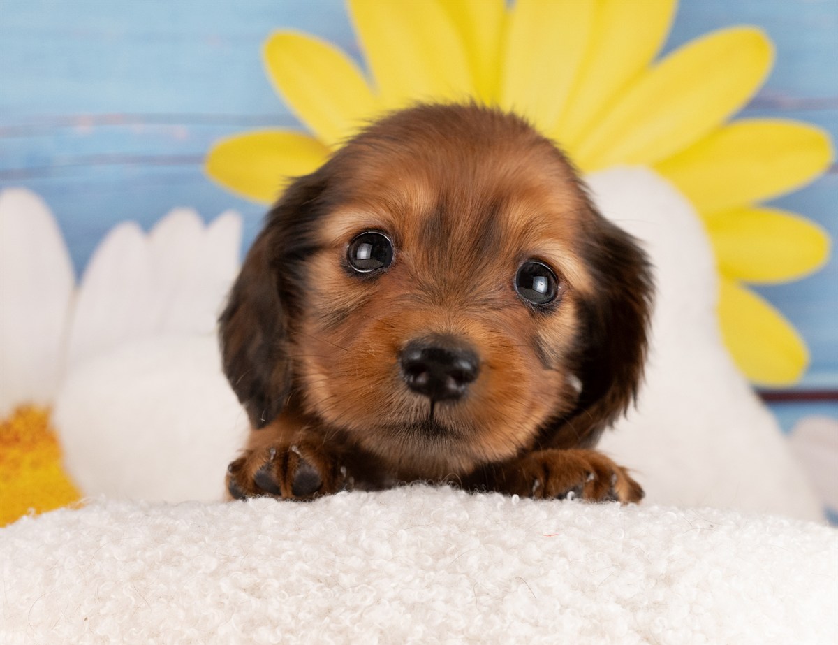 カニンヘン・ダックスフンド(ロング) | 男の子 | シェーデッドレッド | 2026年3月2日（ID:dog-4000927）