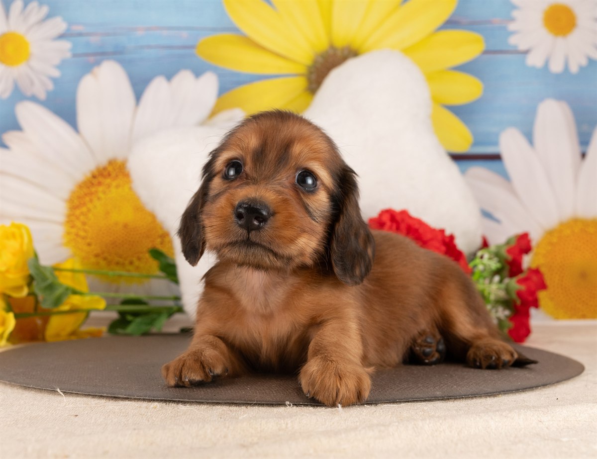 カニンヘン・ダックスフンド(ロング) | 男の子 | シェーデッドレッド | 2026年3月2日（ID:dog-4000927）