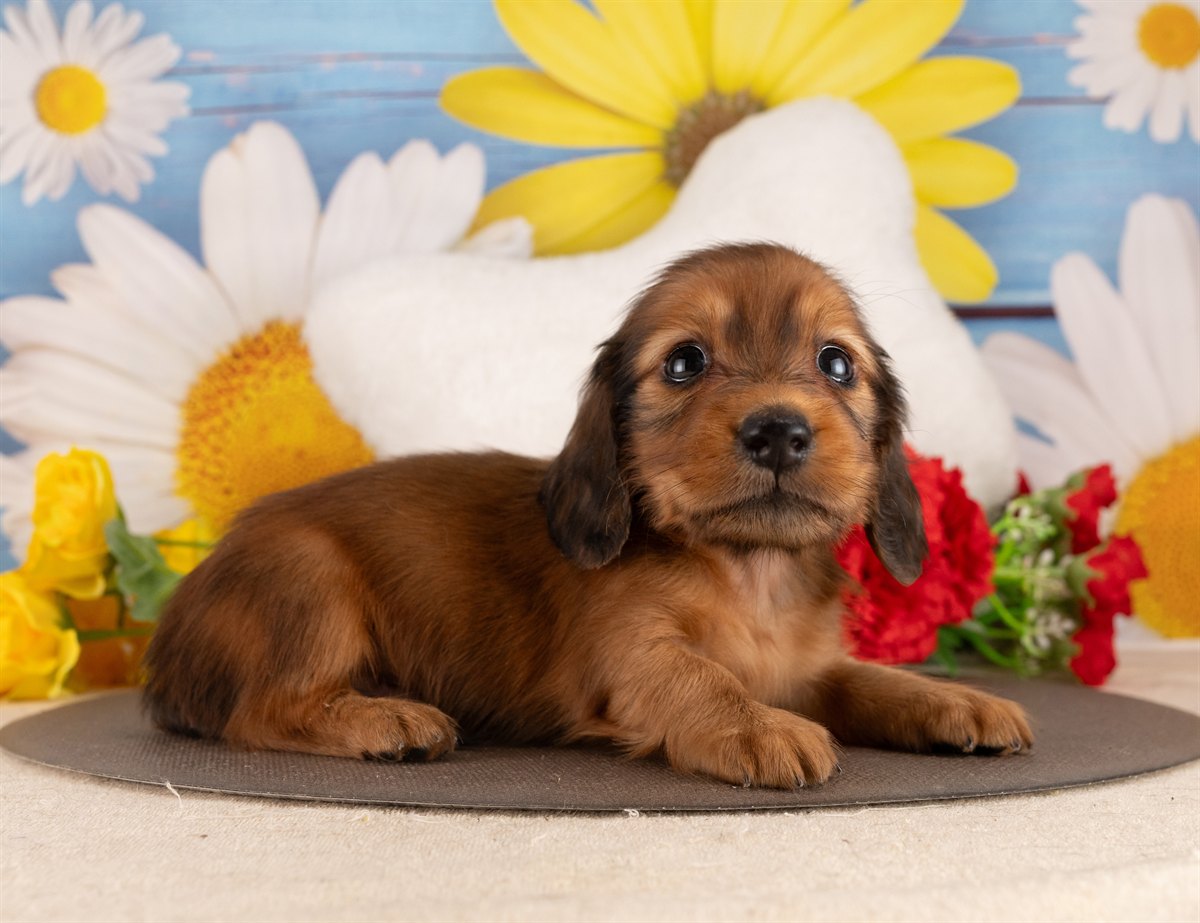 カニンヘン・ダックスフンド(ロング) | 男の子 | シェーデッドレッド | 2026年3月2日（ID:dog-4000927）