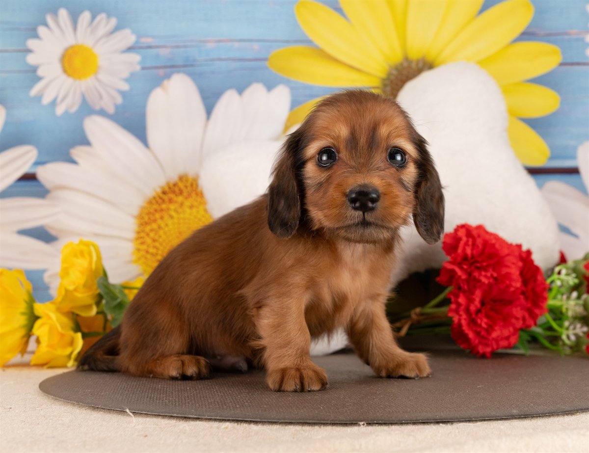 カニンヘン・ダックスフンド(ロング) | 男の子 | シェーデッドレッド | 2026年3月2日（ID:dog-4000927）