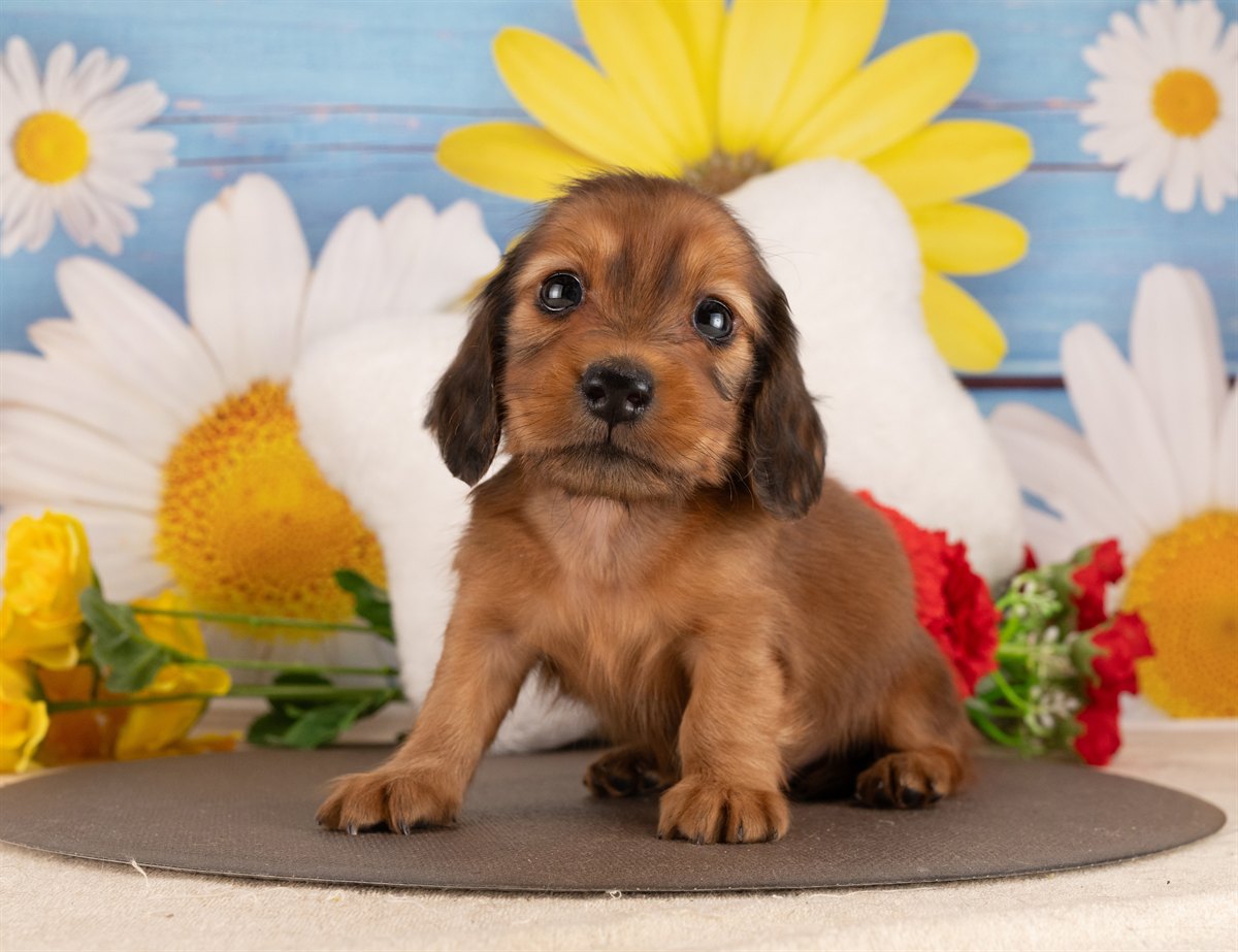 カニンヘン・ダックスフンド(ロング) | 男の子 | シェーデッドレッド | 2026年3月2日（ID:dog-4000927）