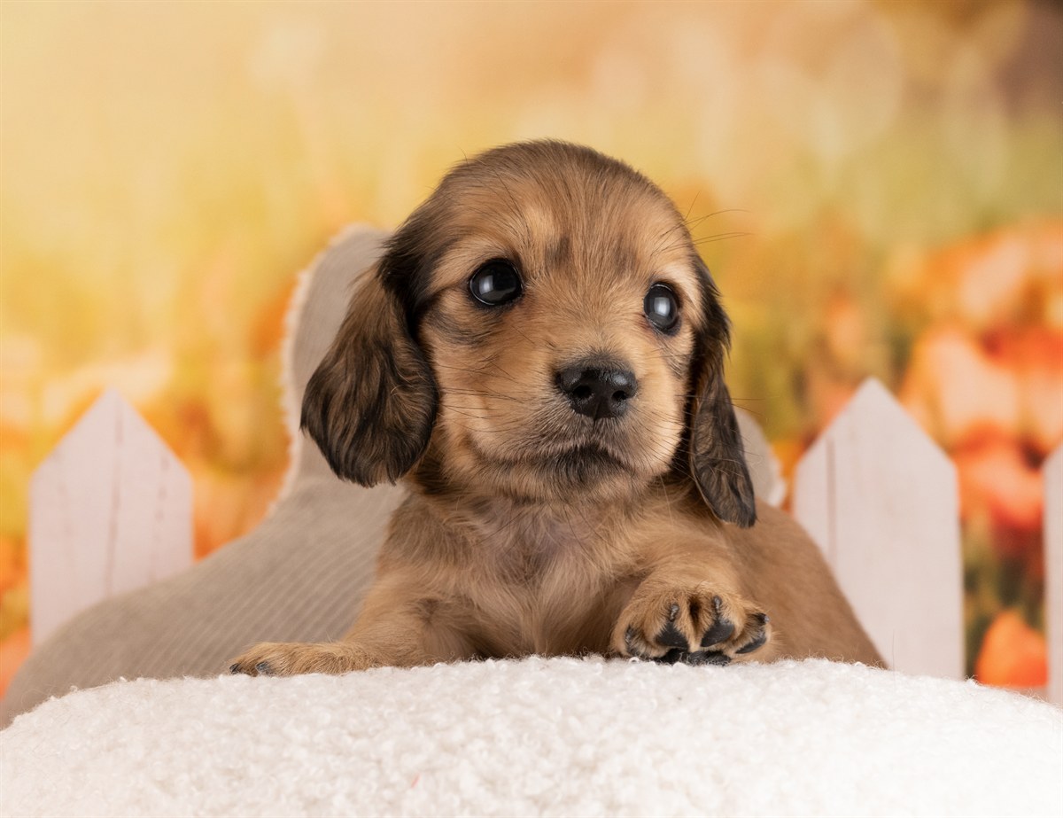 カニンヘン・ダックスフンド(ロング) | 女の子 | イエロー | 2026年3月2日（ID:dog-4000928）