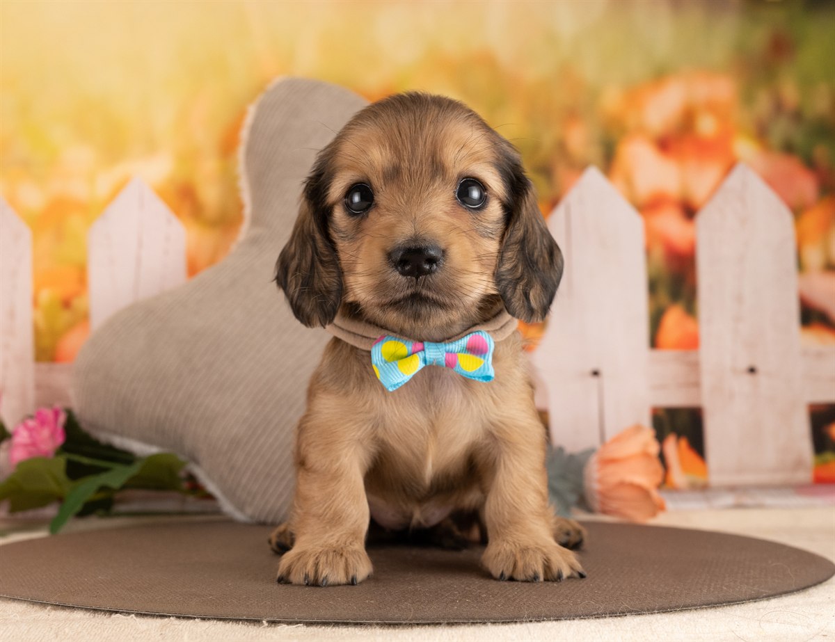 カニンヘン・ダックスフンド(ロング) | 女の子 | イエロー | 2026年3月2日（ID:dog-4000928）