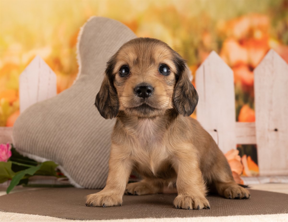 カニンヘン・ダックスフンド(ロング) | 女の子 | イエロー | 2026年3月2日（ID:dog-4000928）