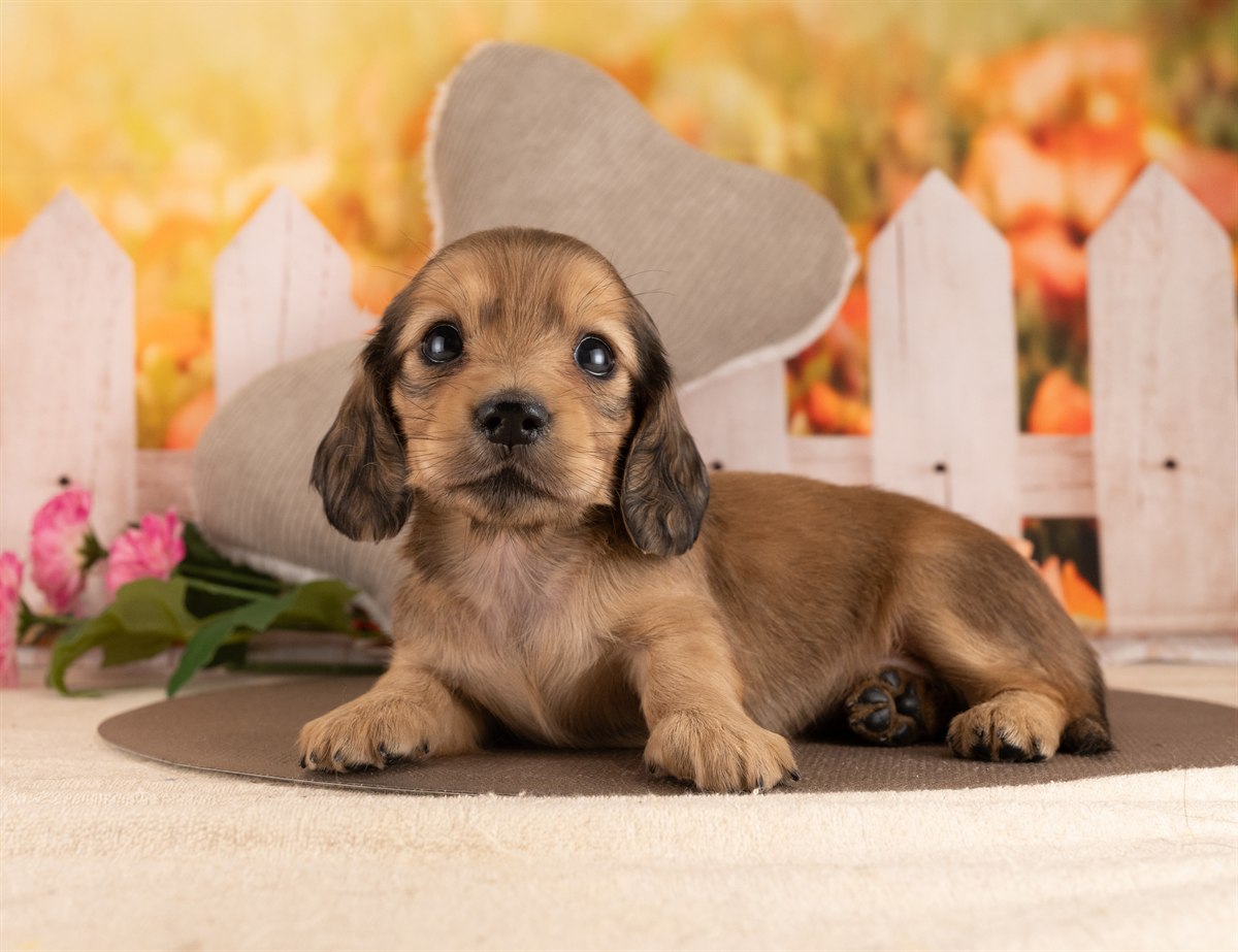 カニンヘン・ダックスフンド(ロング) | 女の子 | イエロー | 2026年3月2日（ID:dog-4000928）