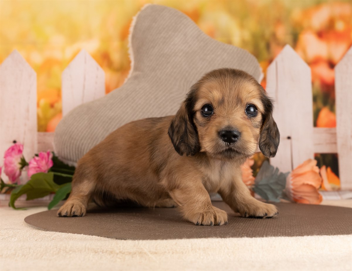 カニンヘン・ダックスフンド(ロング) | 女の子 | イエロー | 2026年3月2日（ID:dog-4000928）