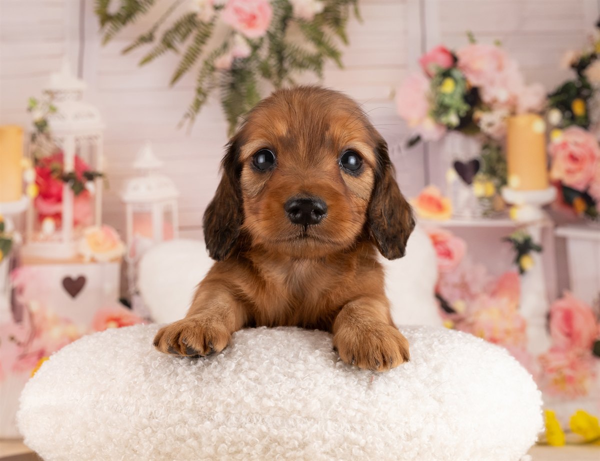 カニンヘン・ダックスフンド(ロング) | 男の子 | シェーデッドレッド | 2026年3月2日（ID:dog-4000929）