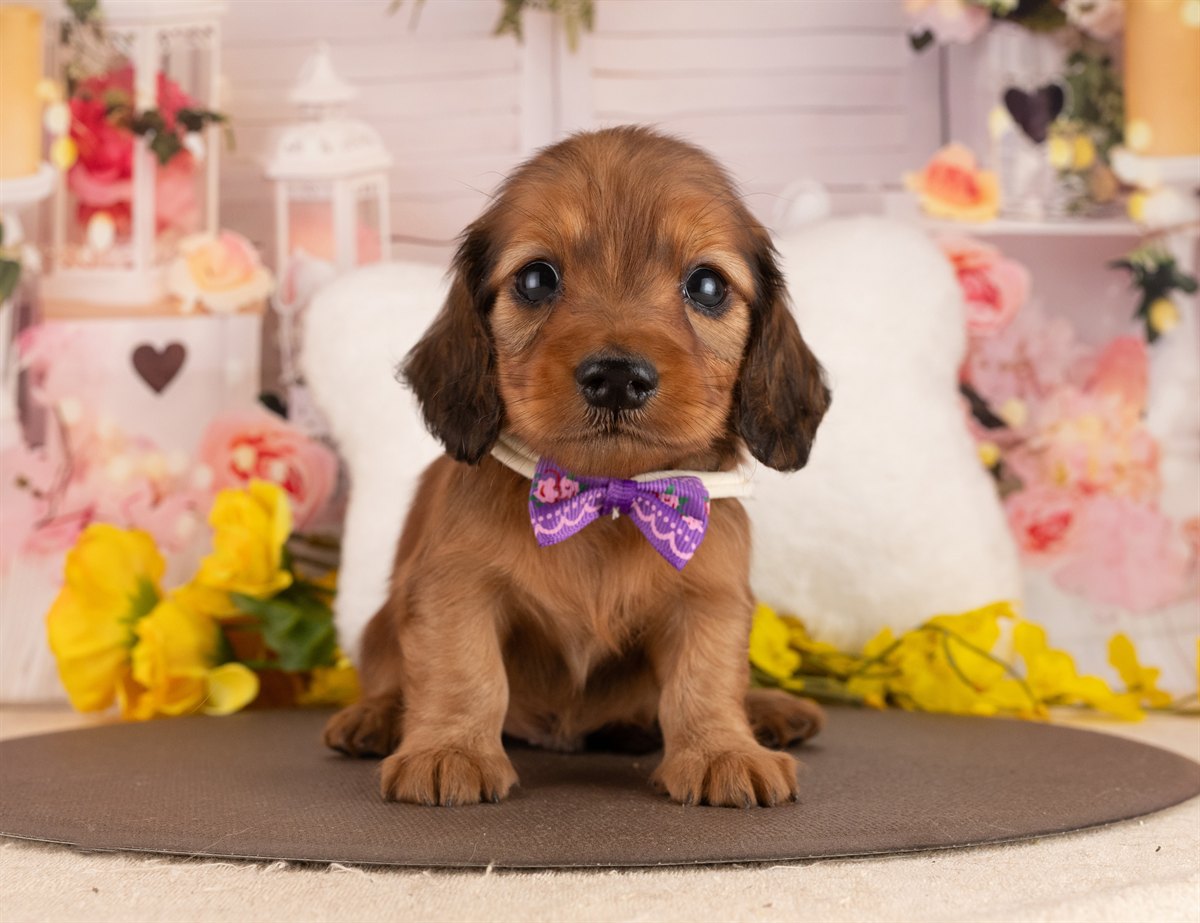 カニンヘン・ダックスフンド(ロング) | 男の子 | シェーデッドレッド | 2026年3月2日（ID:dog-4000929）