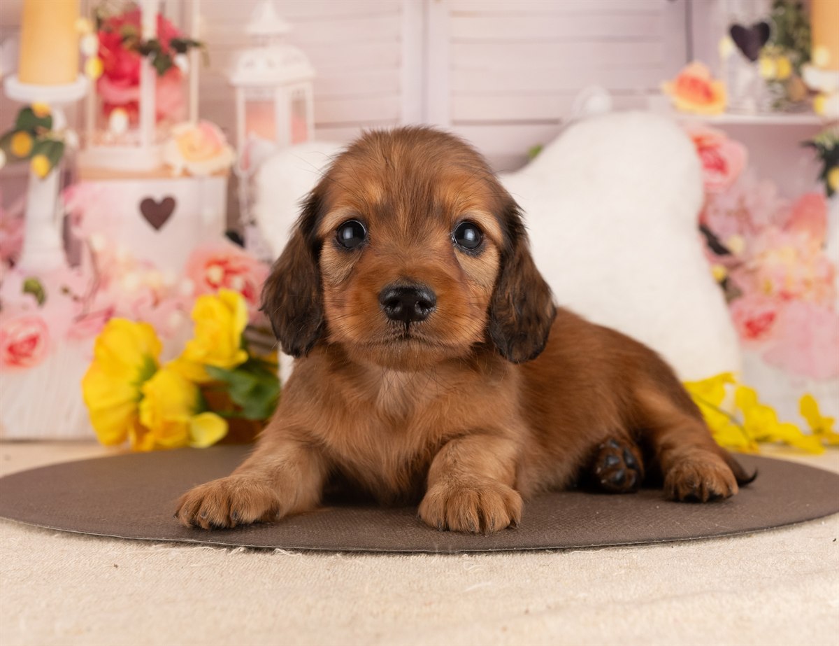 カニンヘン・ダックスフンド(ロング) | 男の子 | シェーデッドレッド | 2026年3月2日（ID:dog-4000929）