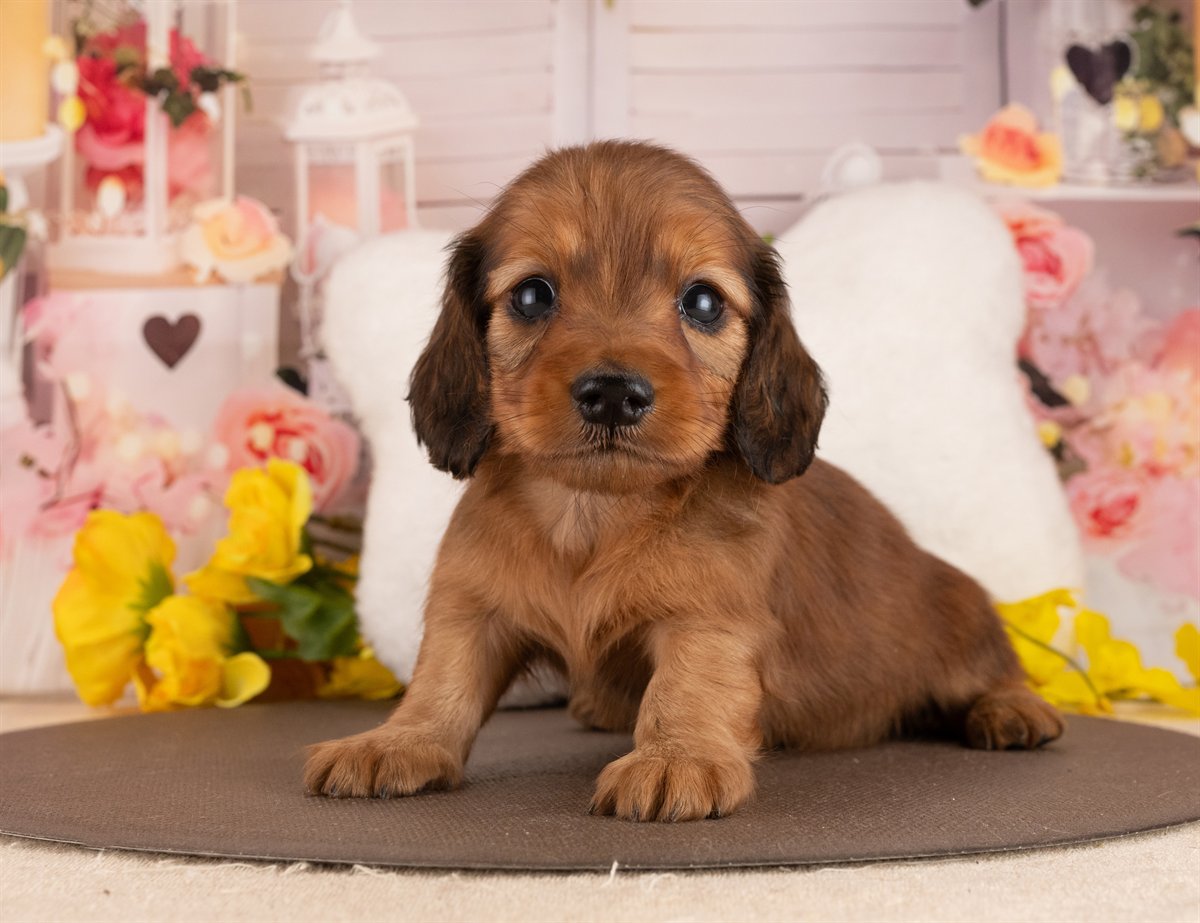 カニンヘン・ダックスフンド(ロング) | 男の子 | シェーデッドレッド | 2026年3月2日（ID:dog-4000929）