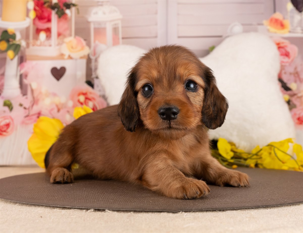 カニンヘン・ダックスフンド(ロング) | 男の子 | シェーデッドレッド | 2026年3月2日（ID:dog-4000929）