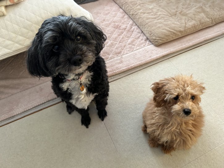 むぎの元気いっぱいなエネルギー