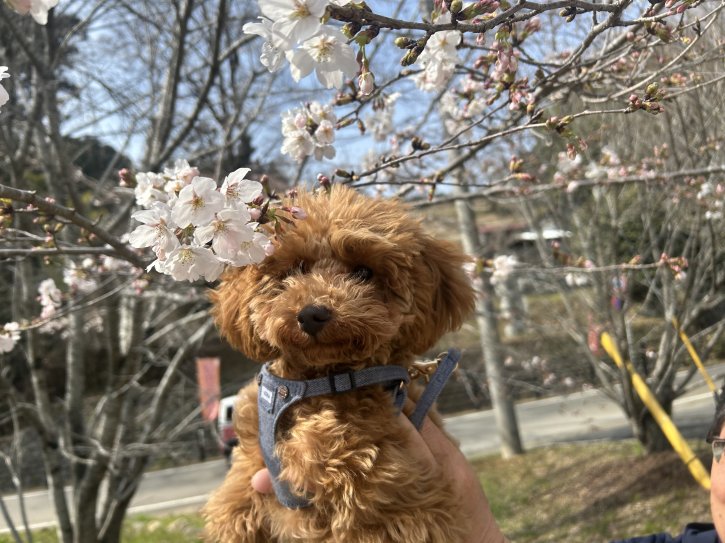 ワゴンの中で丸くなって寝ていました