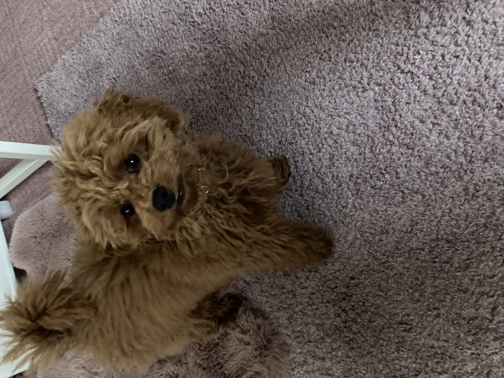 家族のアイドル、ララ