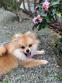 本当にいい子です