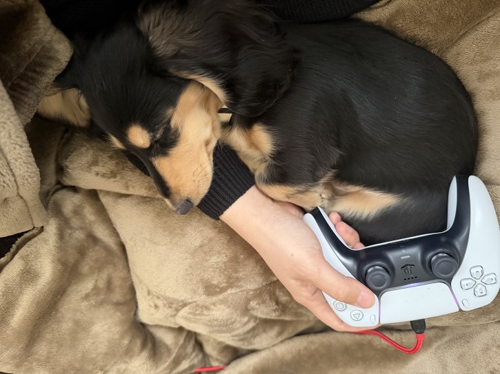 犬との生活は幸せです