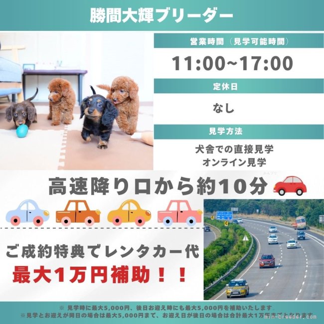 🐶子犬を迎えたいけど不安なあなたへ｜お世話体験会のご案内