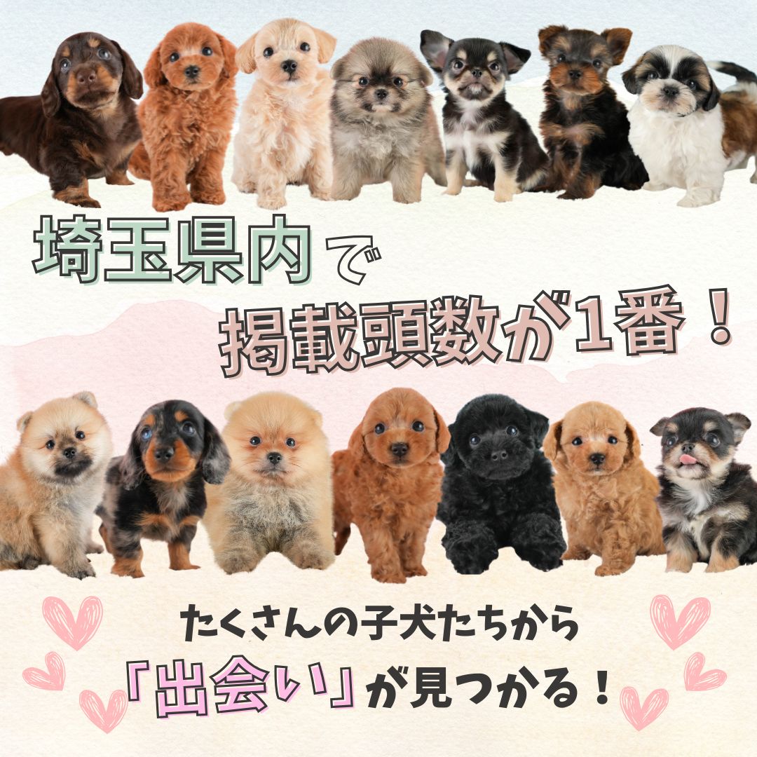 🎏5/2・3・6 GW子犬見学会｜理想の子と出会える特別3日間🐶