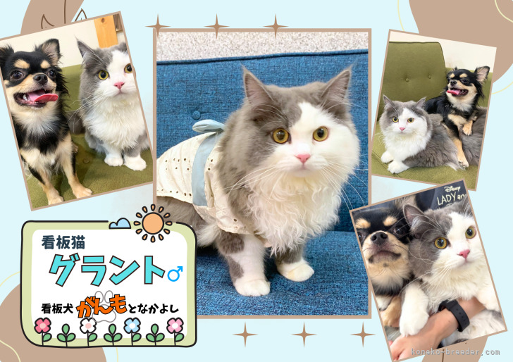 🎏5/2・3・6 GW子犬見学会｜理想の子と出会える特別3日間🐶