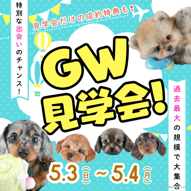 🎉GWは“ちょっと見に行く”が大正解🐶✨～過去最大規模！60頭以上が集まるBIG見学会開催！～