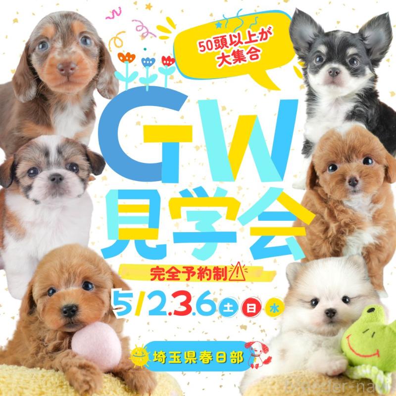 🎏5/2・3・6 GW子犬見学会｜理想の子と出会える特別3日間🐶