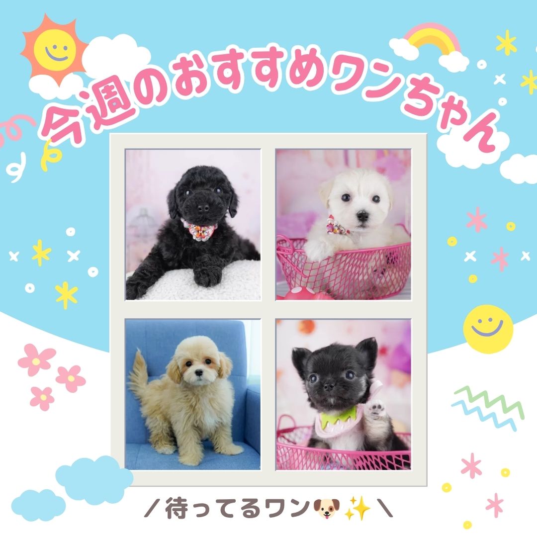 5/30-5/31🐶🎈チワワ＆MIXっ子メインの見学会💖