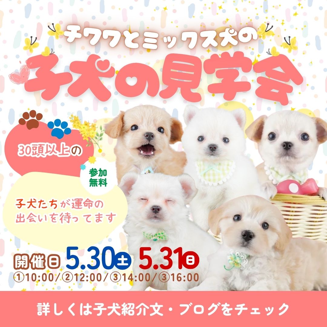 5/30-5/31🐶🎈チワワ＆MIXっ子メインの見学会💖