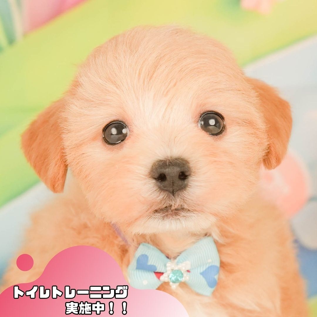 マルプー | 男の子 | クリーム | 2026年3月20日(ID:dog-10007760)