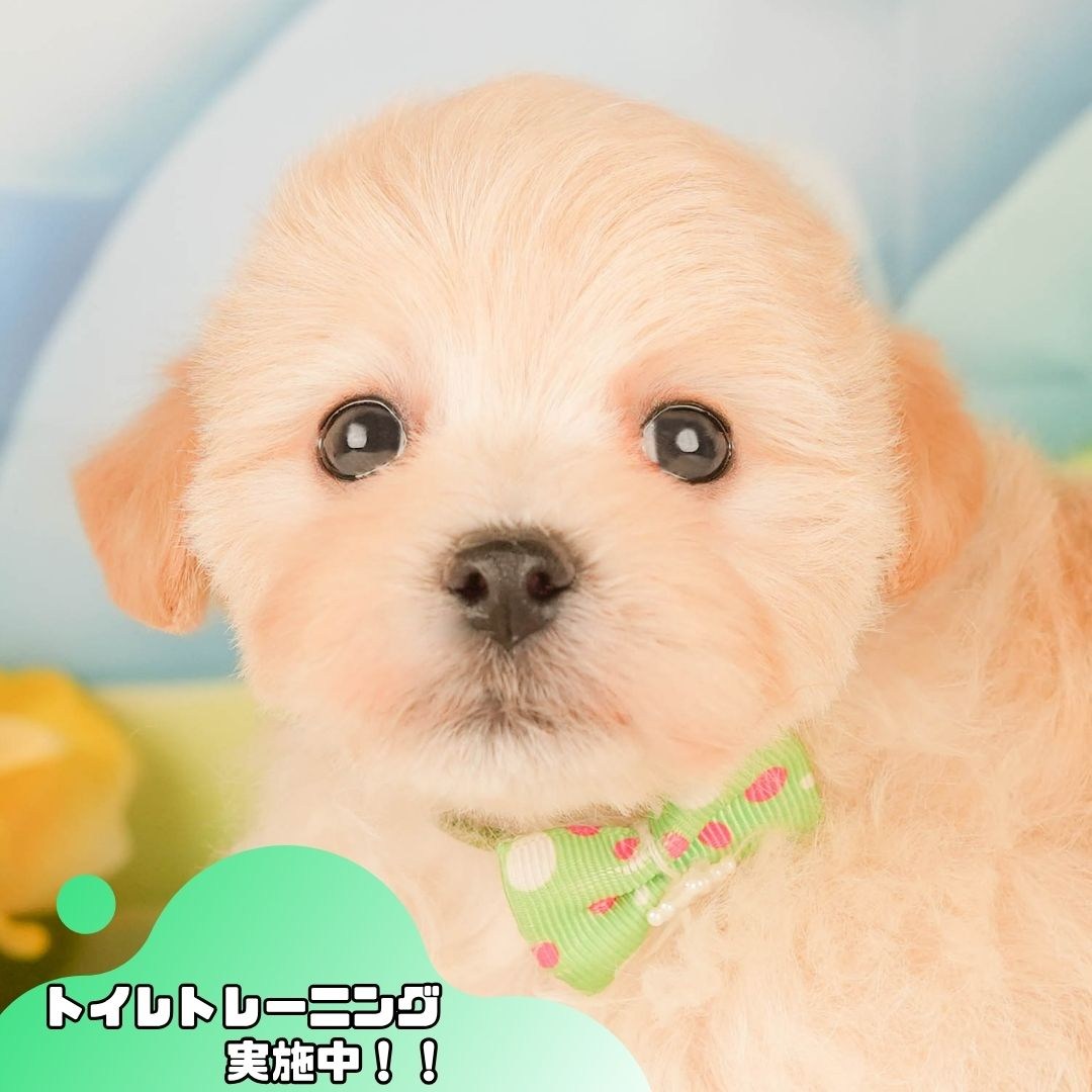 マルプー | 男の子 | クリーム | 2026年3月20日(ID:dog-10007761)