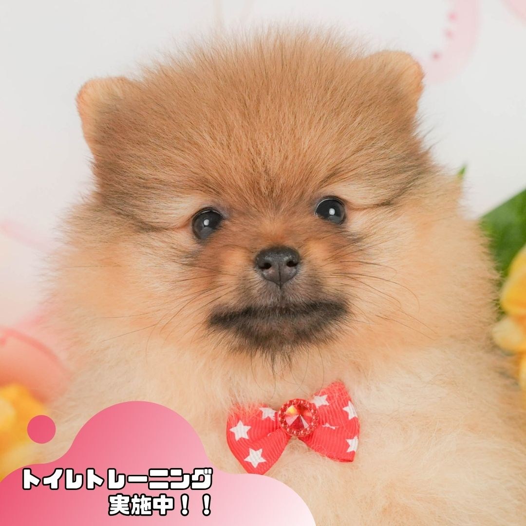 ポメラニアン | 女の子 | オレンジ | 2026年3月20日（ID:dog-10007767）
