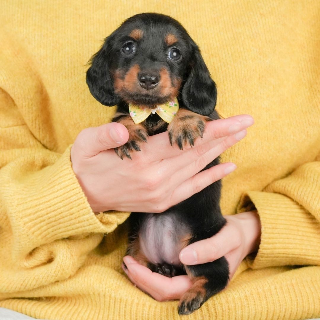 カニンヘン・ダックスフンド(ロング)| 子犬販売ならブリーダー直販の