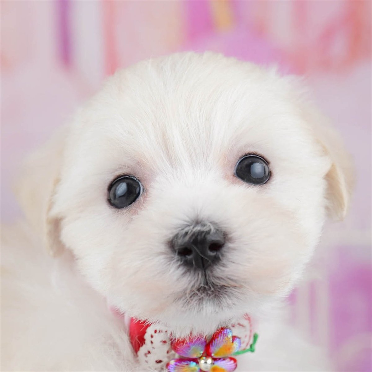 マルプー | 女の子 | クリーム | 2026年3月28日(ID:dog-10007824)