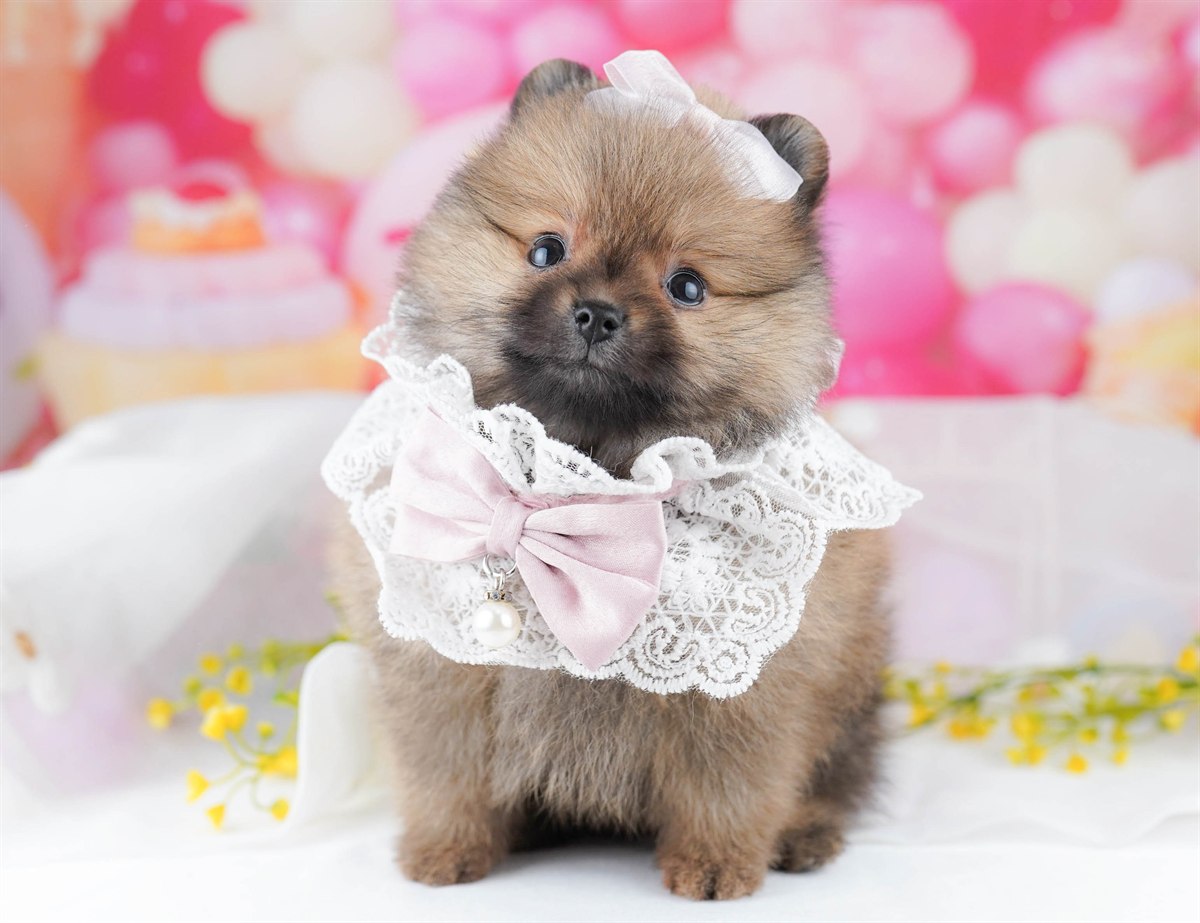 犬種登録がありません | 女の子 | オレンジ | 2026年3月29日(ID:dog-10007827)