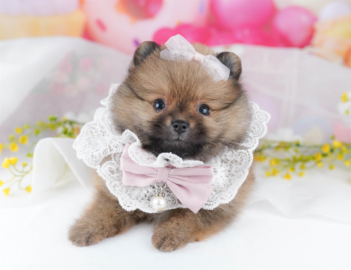 犬種登録がありません | 女の子 | オレンジ | 2026年3月29日（ID:dog-10007827）