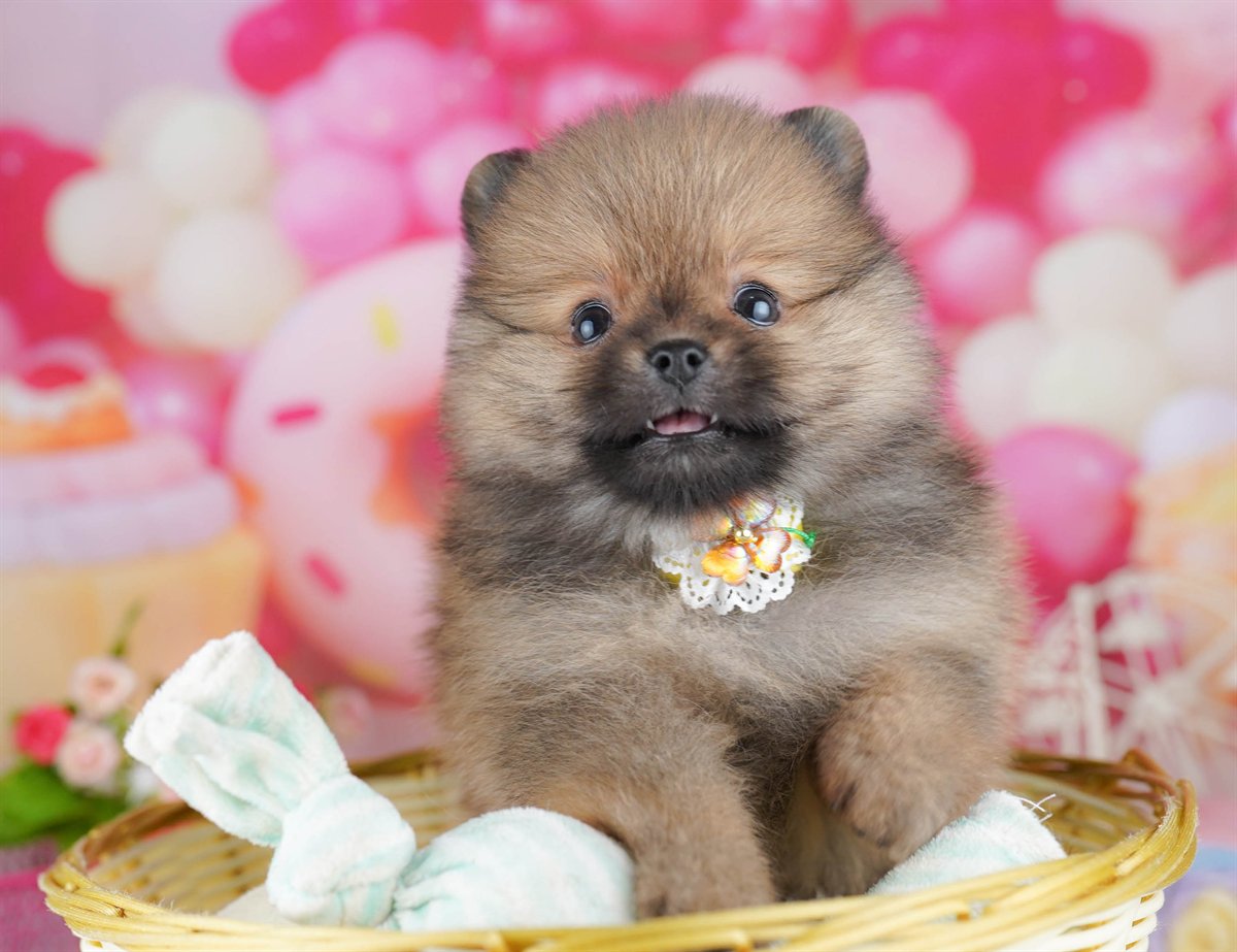 犬種登録がありません | 女の子 | オレンジ | 2026年3月29日（ID:dog-10007827）