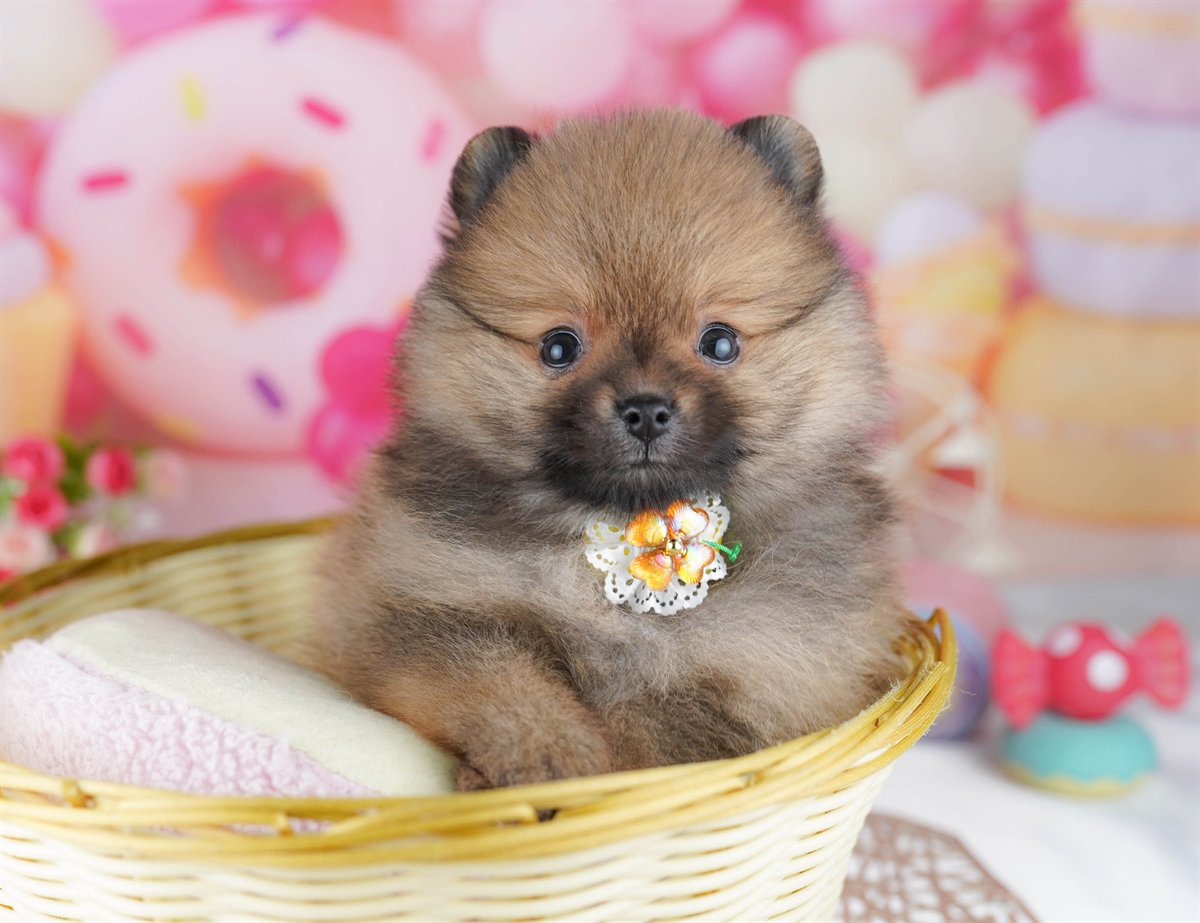 犬種登録がありません | 女の子 | オレンジ | 2026年3月29日（ID:dog-10007827）